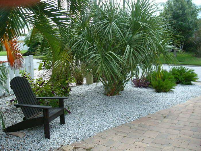 Cabbage Palm (Sabal Palm)