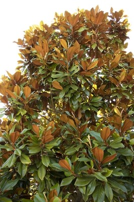 'Bracken's Brown Beauty' Southern Magnolia