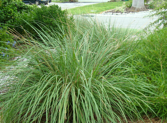 Dwarf Fakahatchee Grass