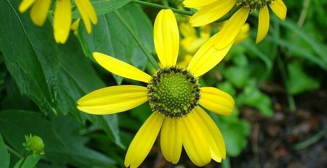 Cutleaf Coneflower