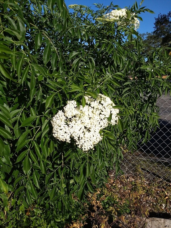 Elderberry