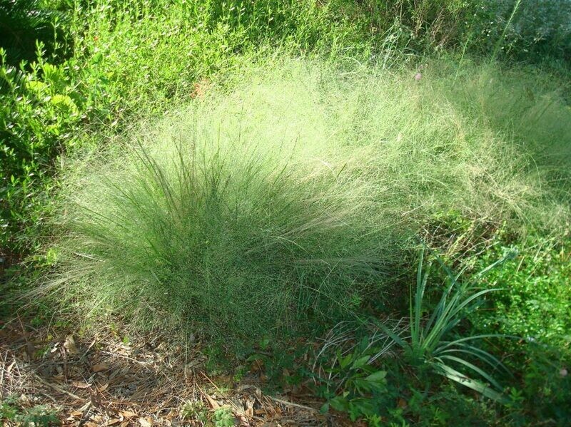 Elliott's Lovegrass