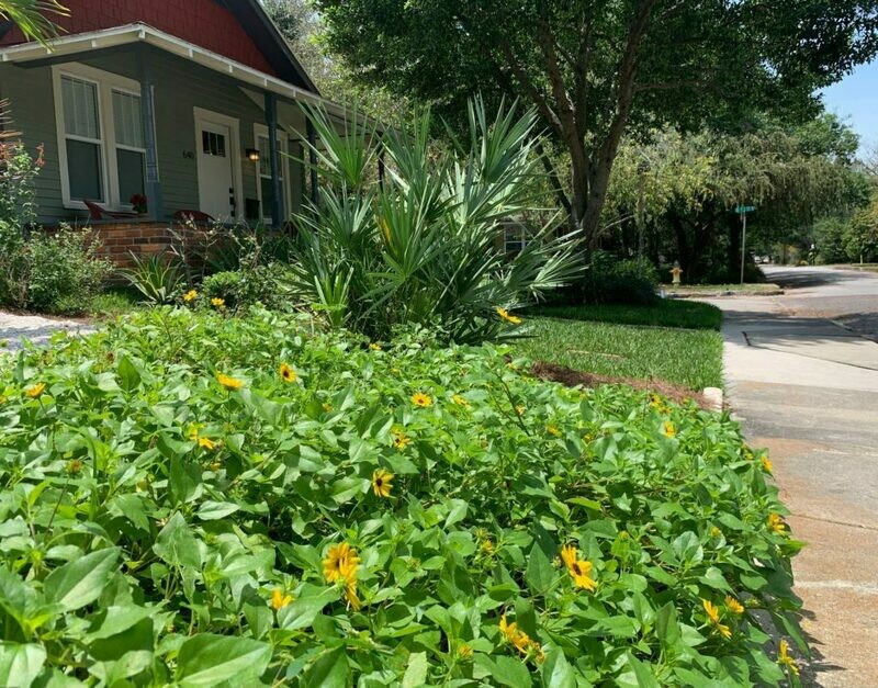 Dune Sunflower