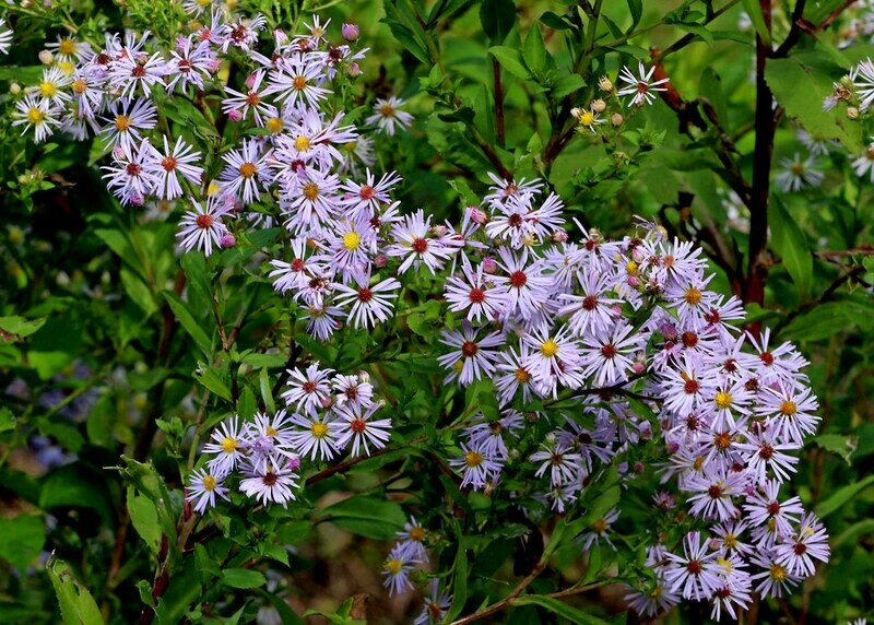 Elliott's Aster