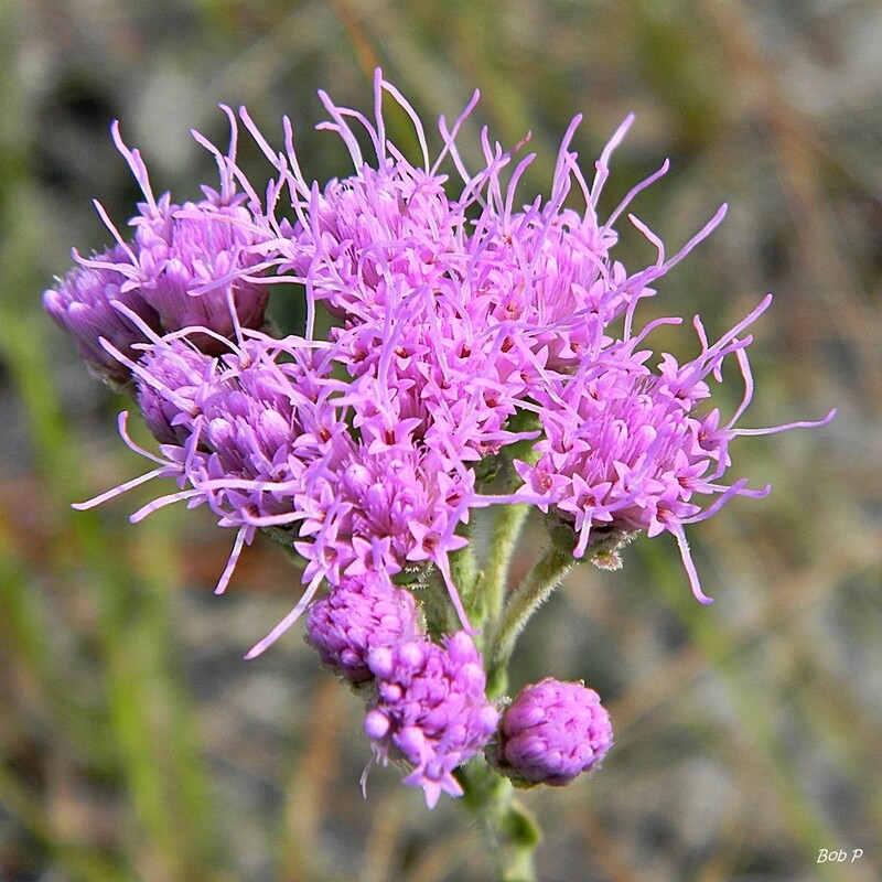Florida Paintbrush