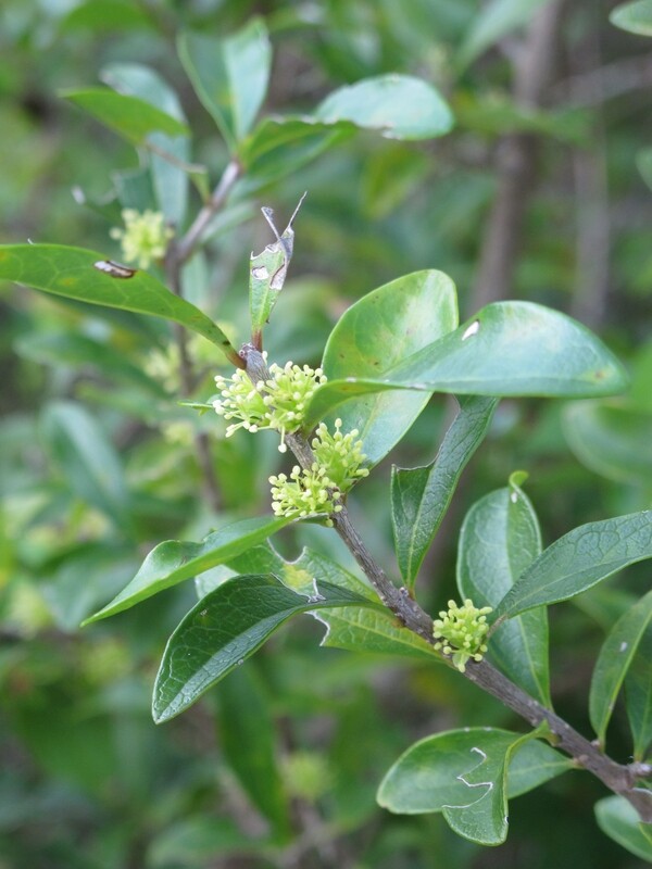 Florida Privet
