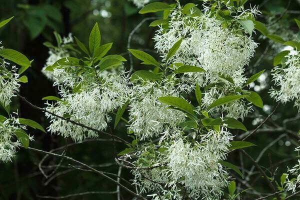 Fringe Tree