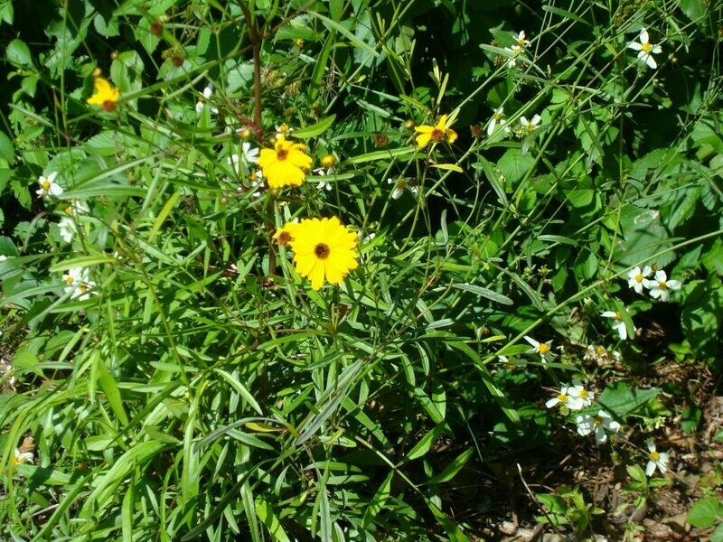 Leavenworth's Tickseed