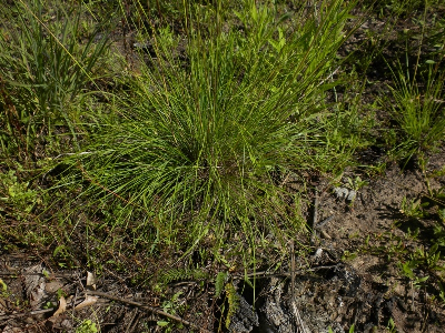 Black Seeded Needle Grass