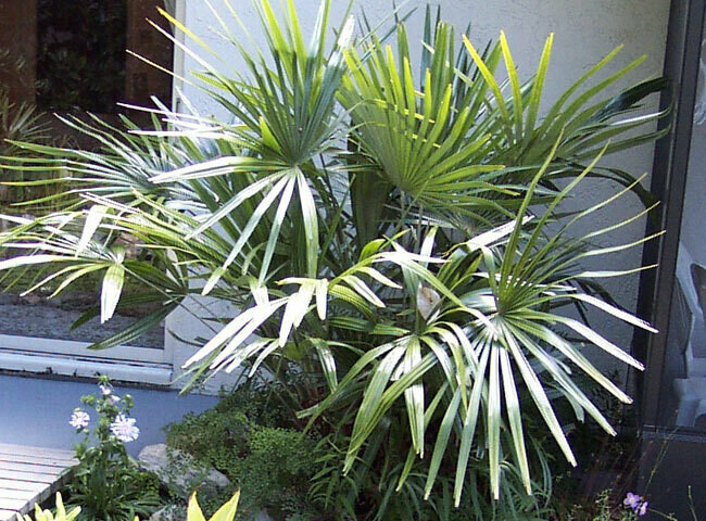 Needle Palm