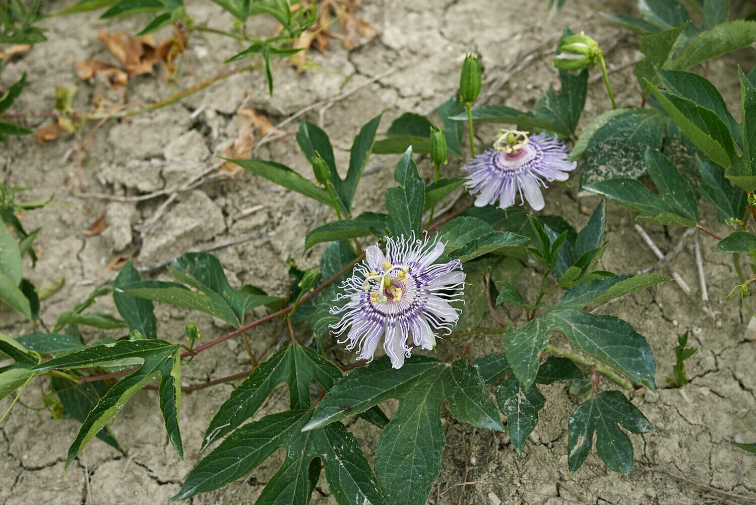 Maypop Passionvine (P. incarnata)