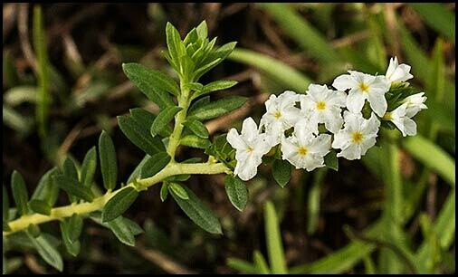 White Pineland Heliotrope