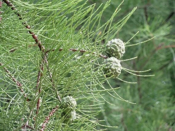 Pond Cypress