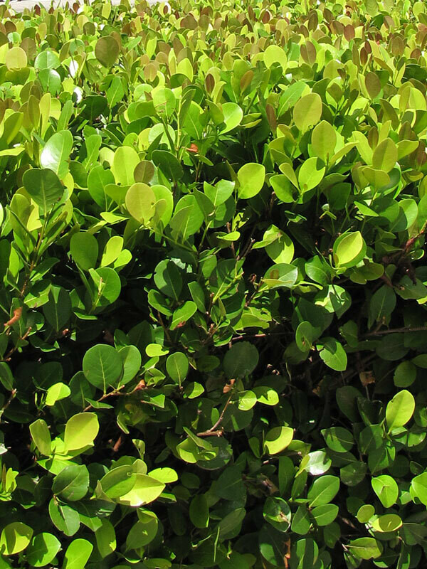 Red-Tipped Cocoplum (Red-tip Redtipped)