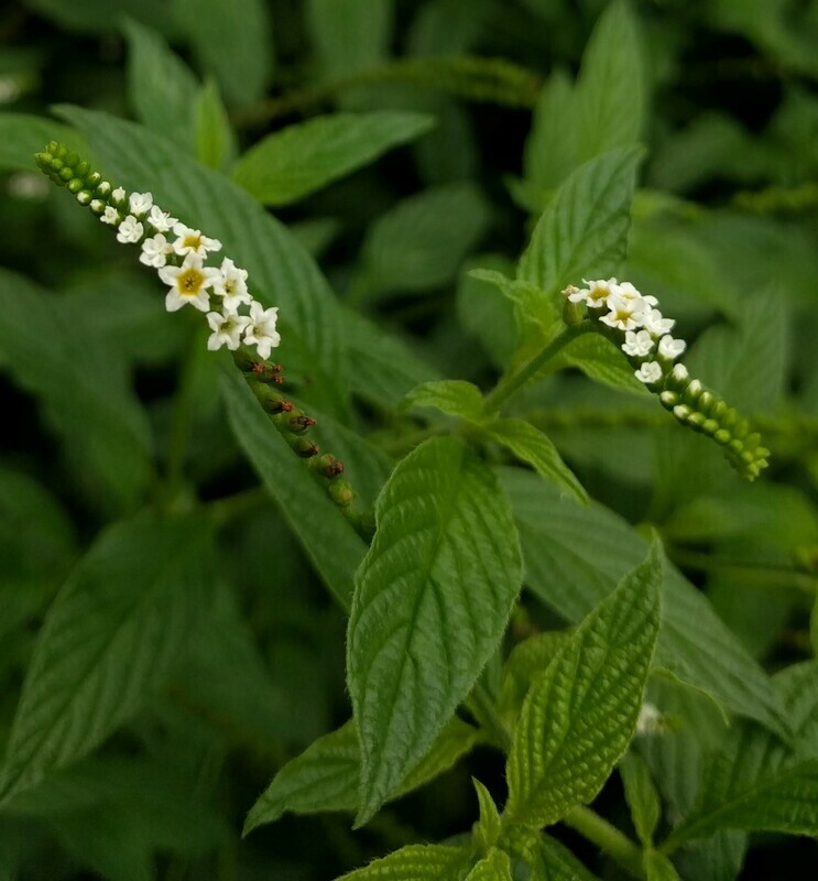 Scorpiontail