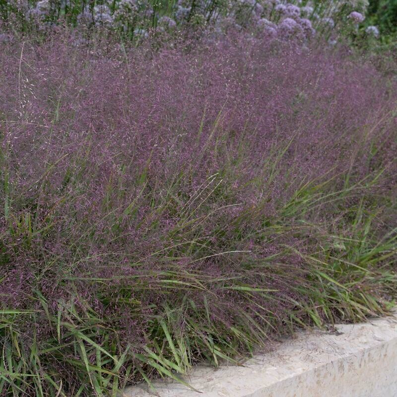 Purple Lovegrass
