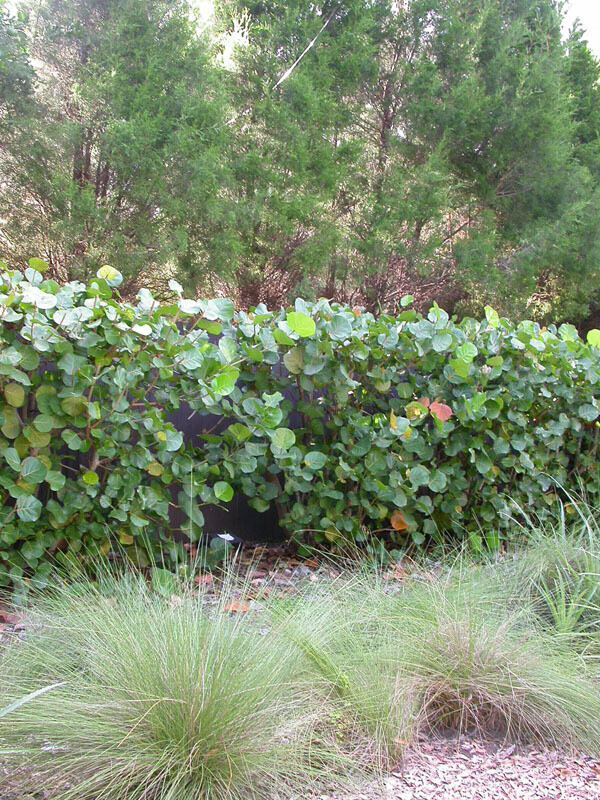 Sea Grape For Sale Largo And St Petersburg Sea Grape For Sale Largo And St Petersburg