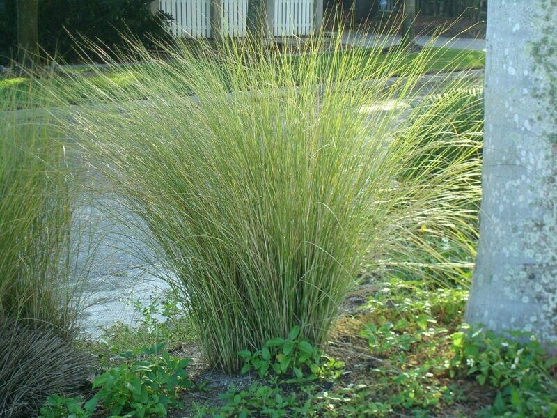 Sand Cordgrass