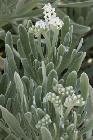 Sea Lavender