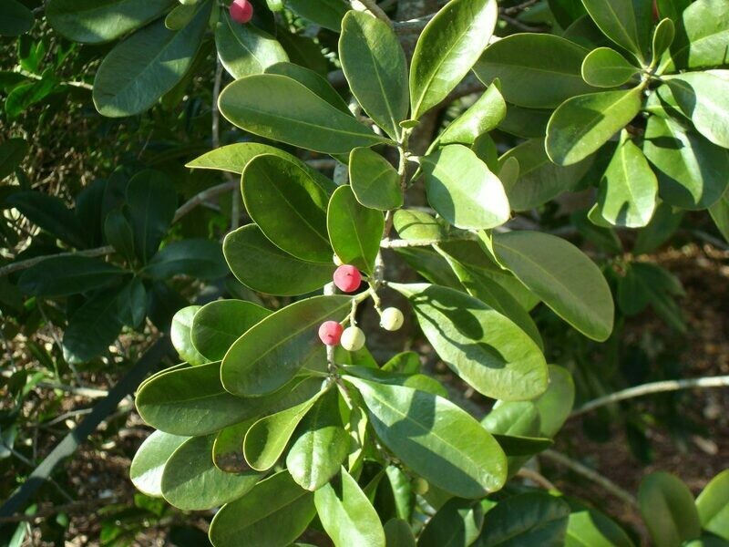 Cinnamon Bark