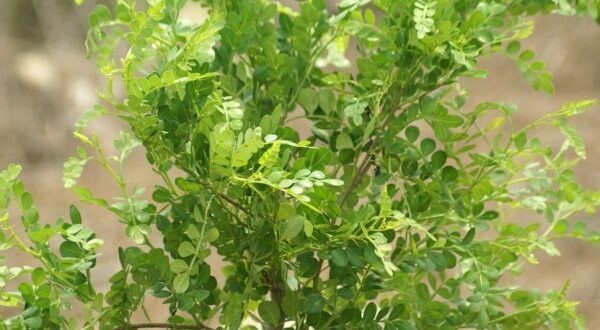 Wild Lime