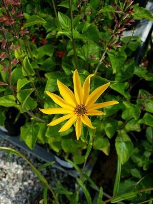 Narrowleaf Sunflower