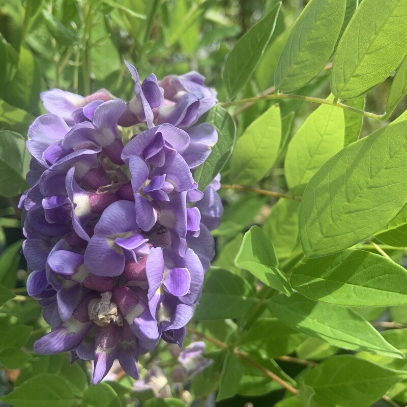 American Wisteria