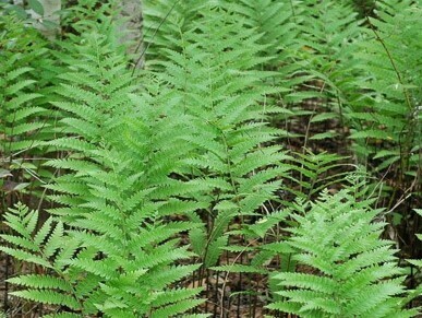 Virginia Chain Fern 1 GAL Virginia Chain Fern 1 GAL