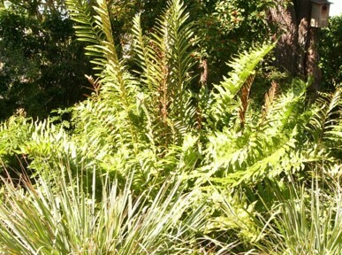 Giant Leather Fern