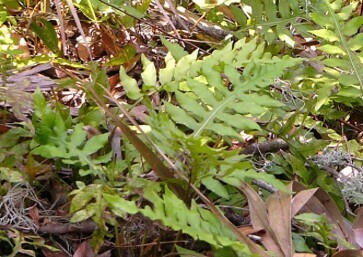 Netted Chain Fern 1g