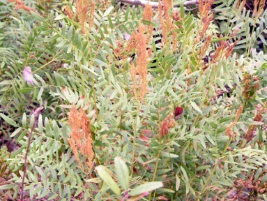 Royal Fern