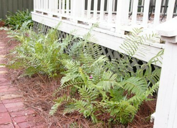 Swamp Fern