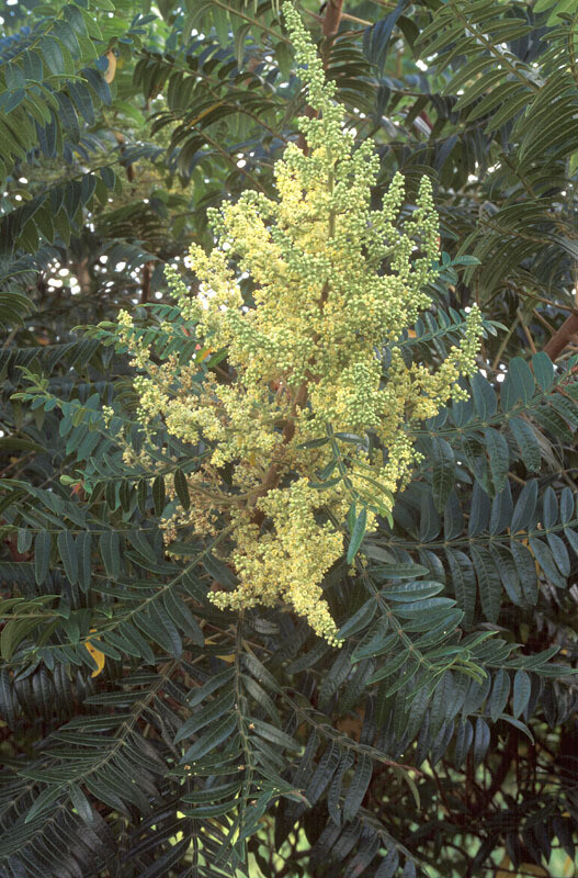 Winged Sumac