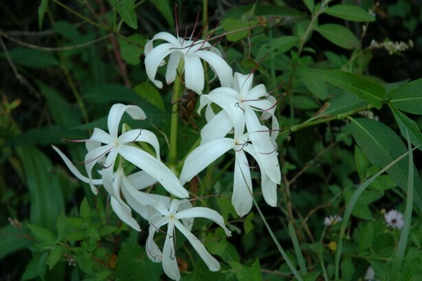 Swamp Lily
