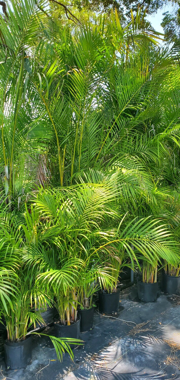 Areca Palm