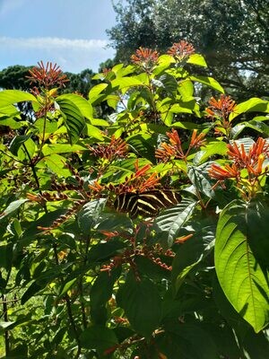 Butterfly Nectar Plants