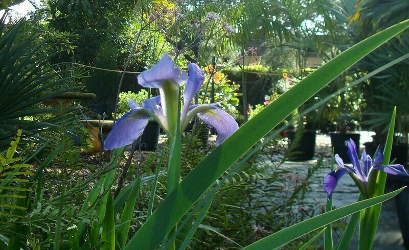 Blue Flag Iris