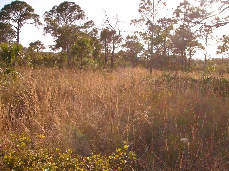 Southern Wiregrass