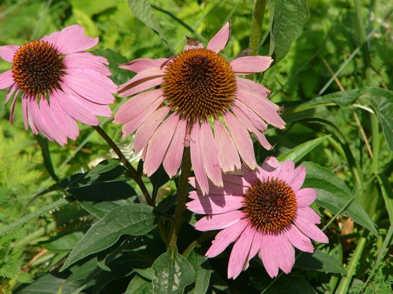Purple Coneflower