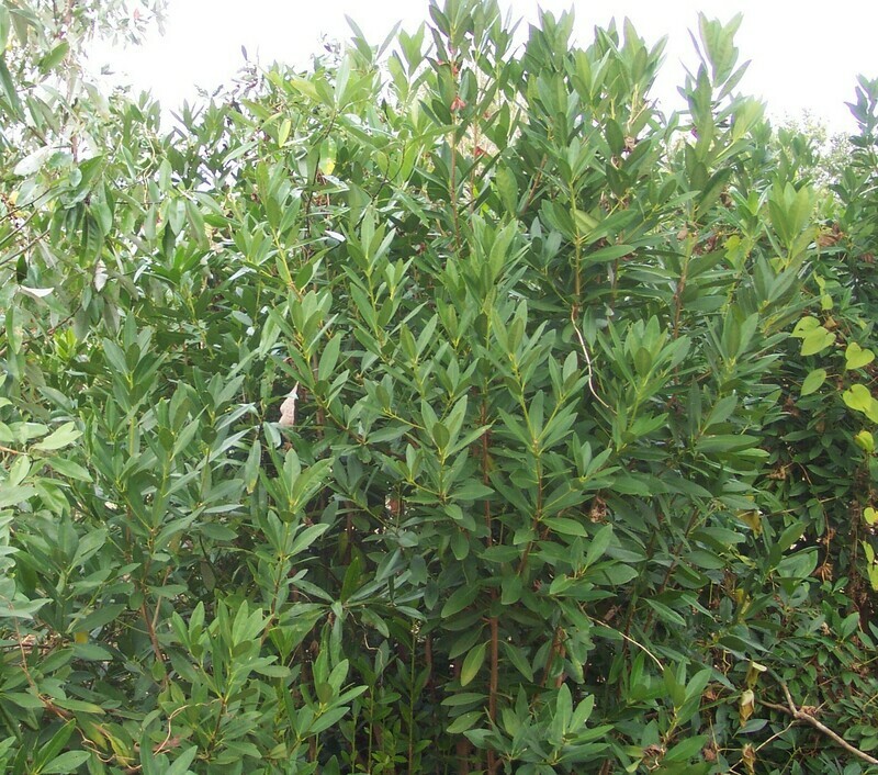 Ocala Yellow Anise