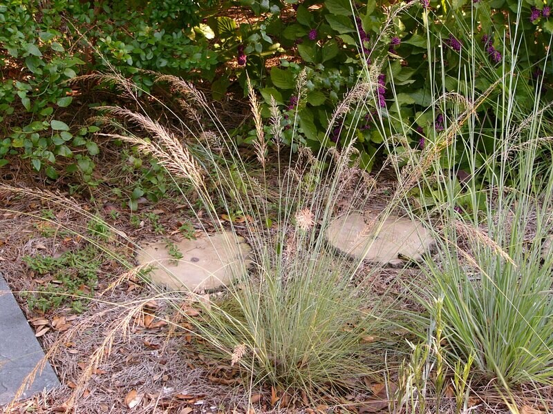 Pineywoods Dropseed
