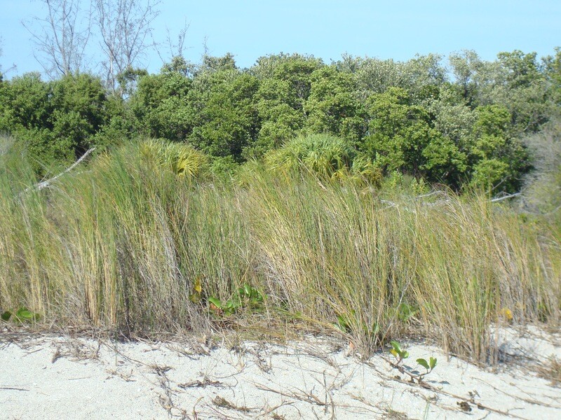 Saltmarsh Cordgrass