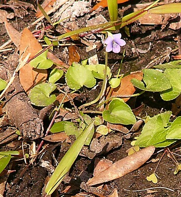 Florida (Common) Violet
