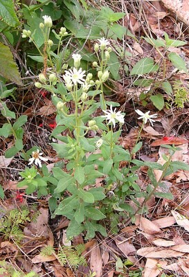 Whitetop Aster