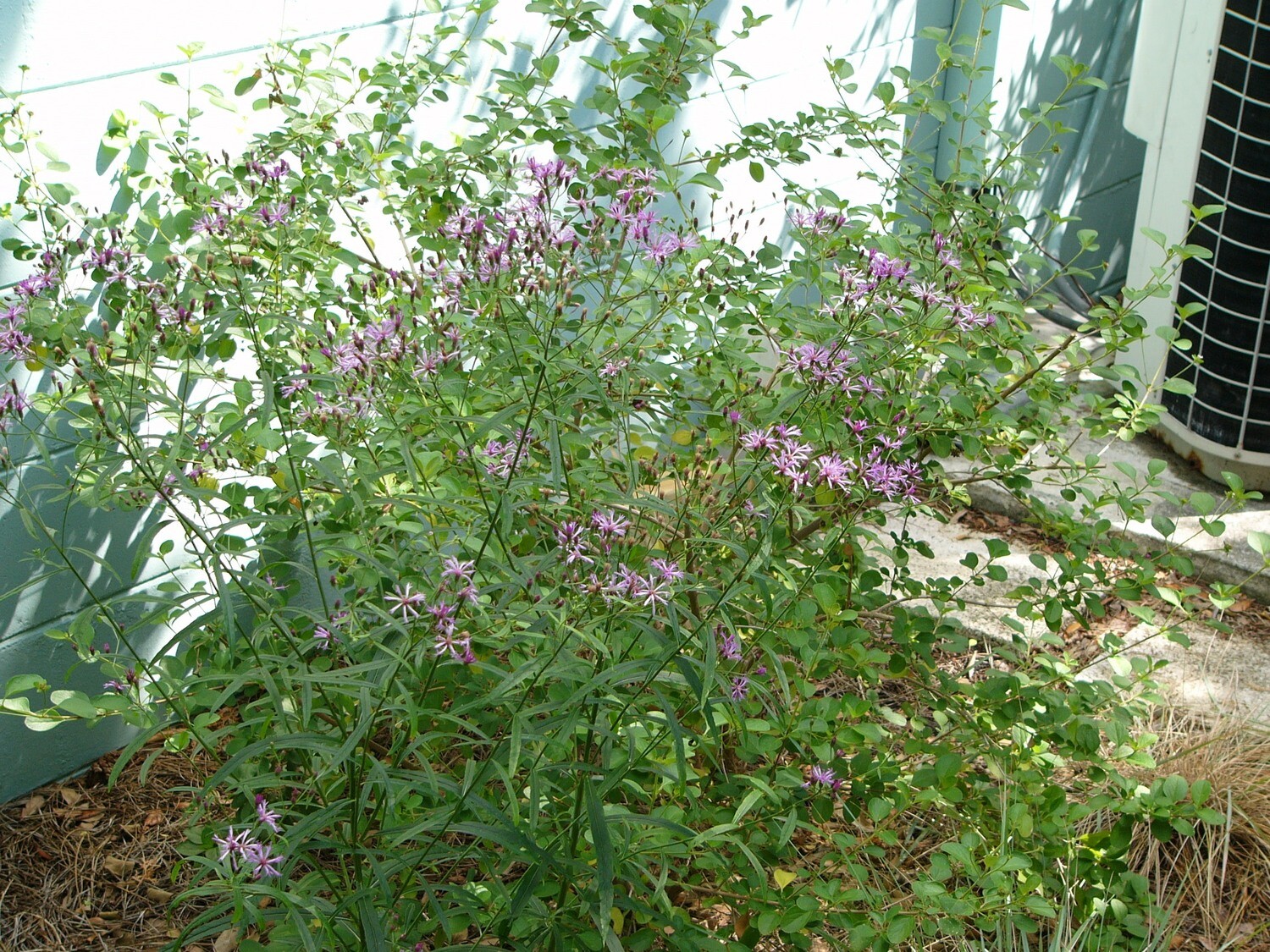 Tall Ironweed (Angustifolia) 1g