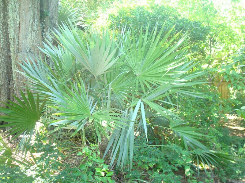 Key Thatch Palm