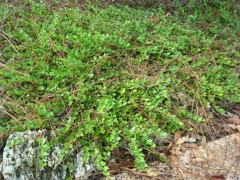 Quailberry