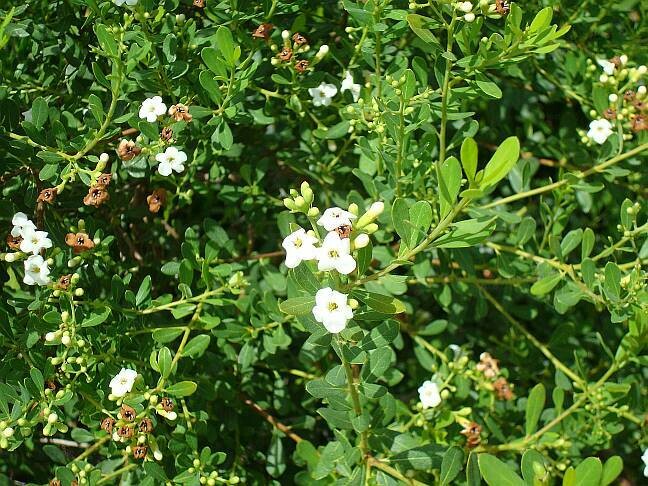 Bahama Strongbark