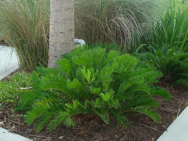 Coontie