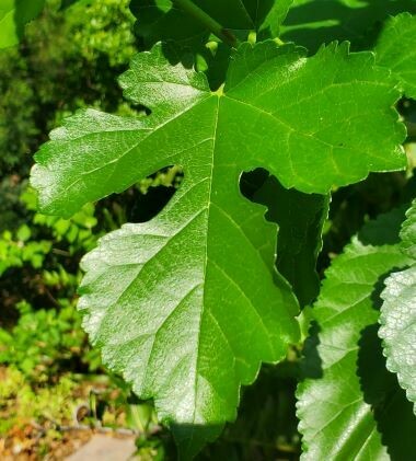 Red Mulberry